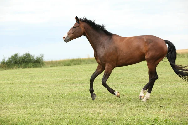 Beautiful brown horse running in freedom — Stock Image Beautiful brown horse running in freedom Stock Photo