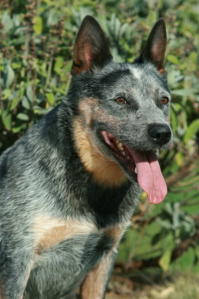 Πορτρέτο της Νίκαιας αυστραλιανή cattle dog — Φωτογραφία Αρχείου