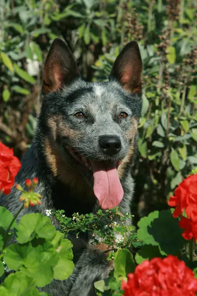 花と素敵なオーストラリアの牛の犬 — ストック写真