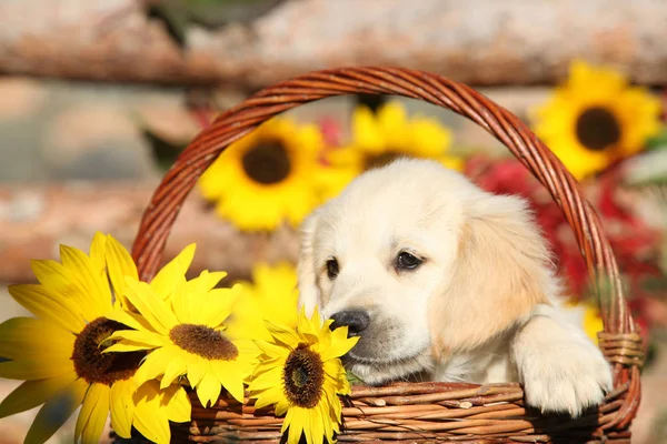 Amazing puppy in the autumn basket — Stock Photo, Image