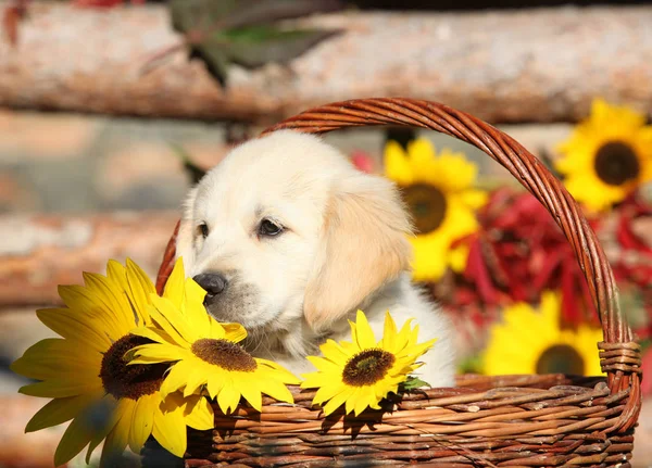 Amazing puppy in the autumn basket — Stock Photo, Image
