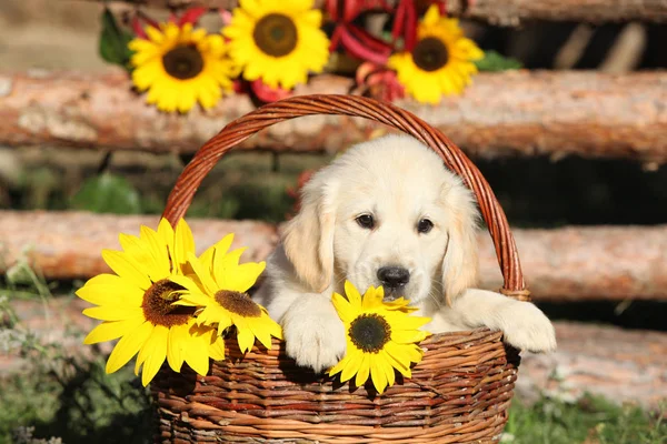 Amazing puppy in the autumn basket — Stock Image Amazing puppy in the autumn basket Royalty Free Stock Images
