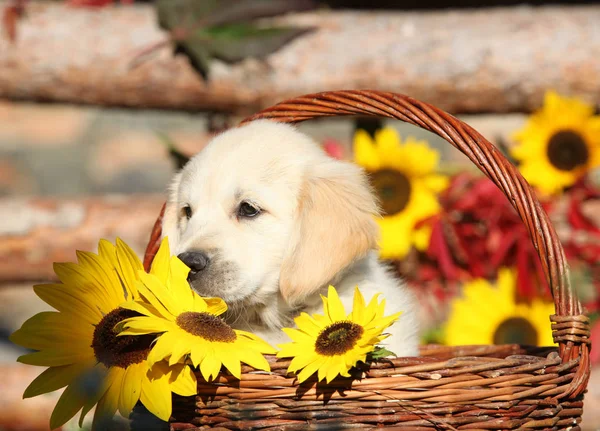 Amazing puppy in the autumn basket — Stock Image Amazing puppy in the autumn basket Royalty Free Stock Photos