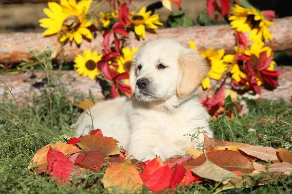 秋天的黄金猎犬躺在地上 免版税图库照片