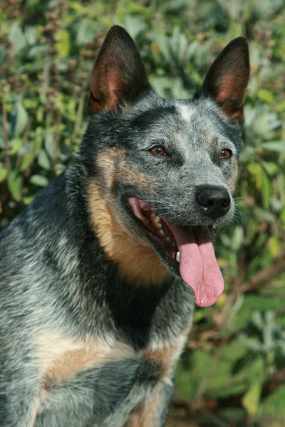 Portret van mooie Australische Sennenhond — Stockfoto