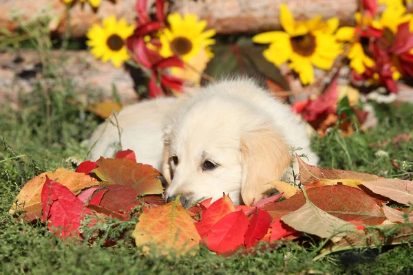 秋天的黄金猎犬躺在地上 — 图库照片
