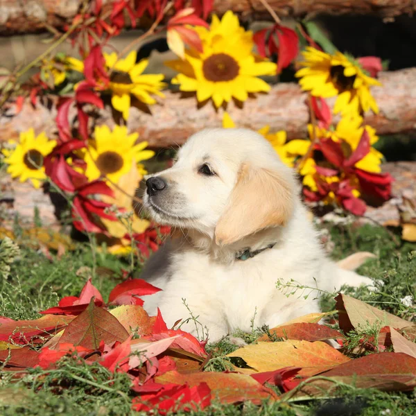 秋天的黄金猎犬躺在地上 免版税图库图片