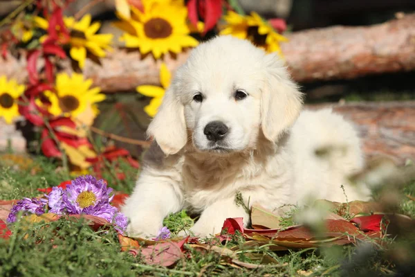 秋天的黄金猎犬躺在地上 免版税图库照片