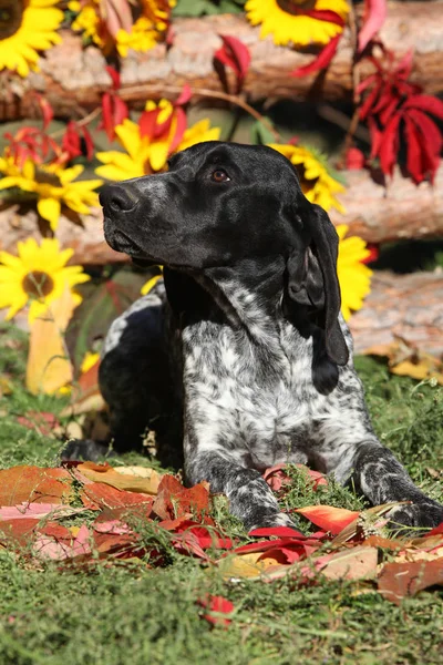 Puntatore a pelo corto tedesco in autunno — Foto Stock