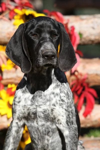 German Shorthaired Pointer in autumn — Stock Photo, Image