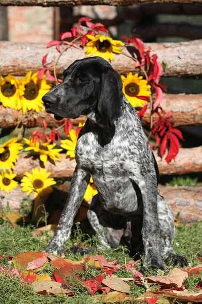 Duitse Kortharige Pointer Met Bloemen Het Najaar — Stockfoto