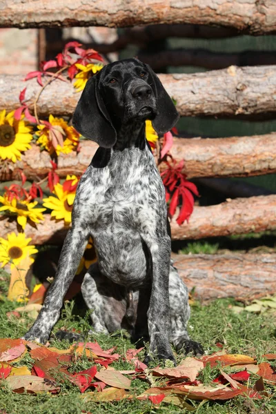 German Shorthaired Pointer Flowers Autumn — Stock Photo, Image