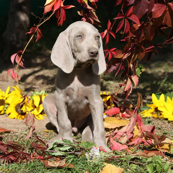 美丽的小狗狗 长有花和叶子的威玛琳沃斯特亨德犬 — 图库照片