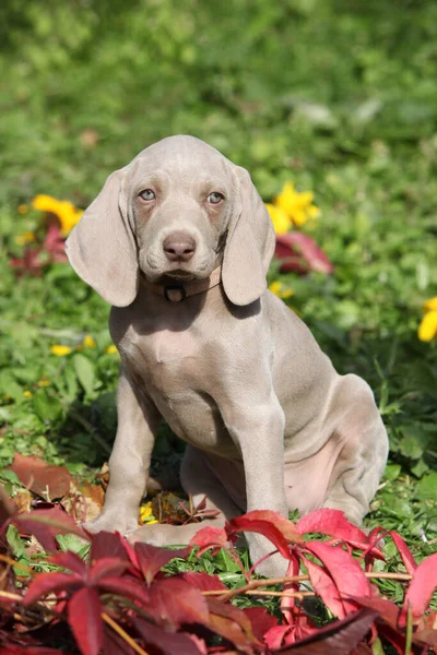 Vacker Valp Weimaraner Vorsterhund Med Blommor Och Blad — Stockfoto
