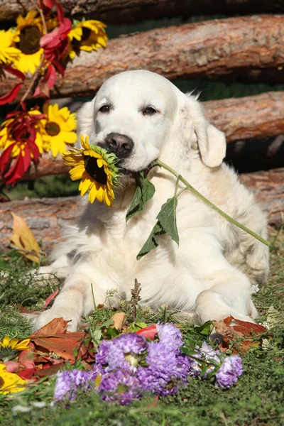 Amazing Golden retriver, holding sunflower, in autumn — Stock Image Amazing Golden Retriver Holding Sunflower Autumn Royalty Free Stock Images