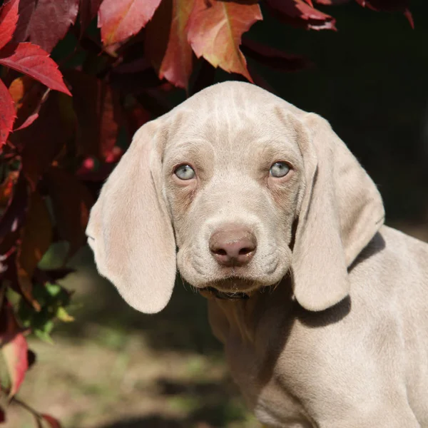 花と葉を持つWeimaraner Vorsterhundの美しい子犬 — ストック写真