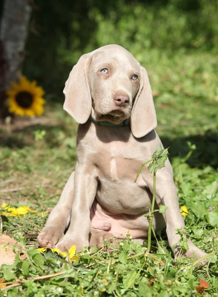 Mooie Pup Van Weimaraner Vorsterhund Met Bloemen Bladeren — Stockfoto