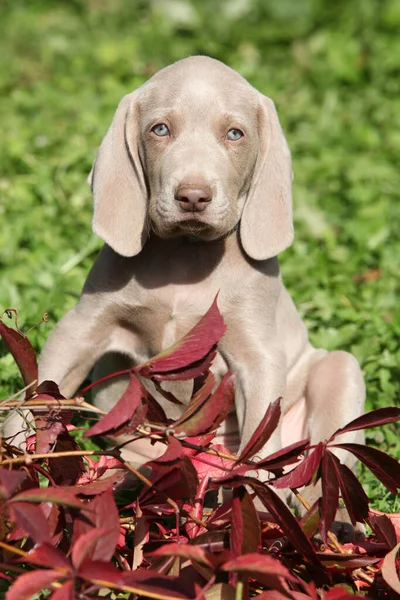 花と葉を持つWeimaraner Vorsterhundの美しい子犬 — ストック写真