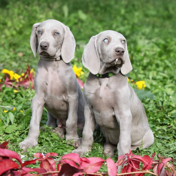 Hermosos Cachorros Weimaraner Vorsterhund Con Flores Hojas —  Fotos de Stock