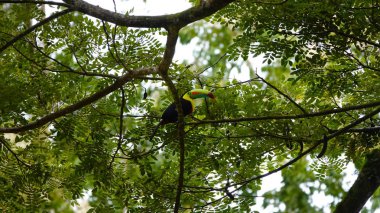                                Ağaçta tukan var. Kosta Rika