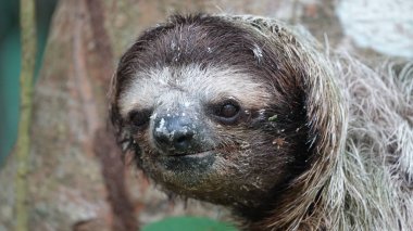 Tembel hayvan ağaçta oturuyor. Üzgün gözler. Kosta Rika