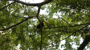 Ağaçta tukan var. Kosta Rika