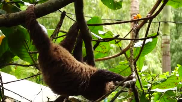 Faultier auf dem Baum — Stockvideo