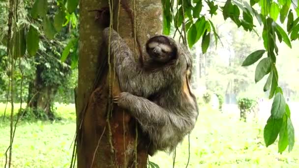 Sloth sur l'arbre — Video