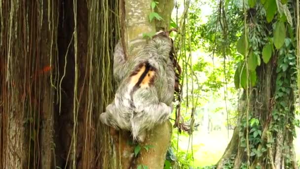 Sloth creeps up the tree.mov — Stock Video
