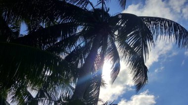 Karayipler 'de gün ışığında palmiye ağacı