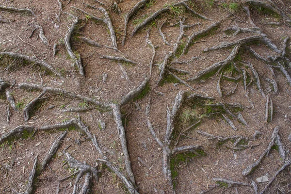 Arbre de fond racines sur le sol — Photo