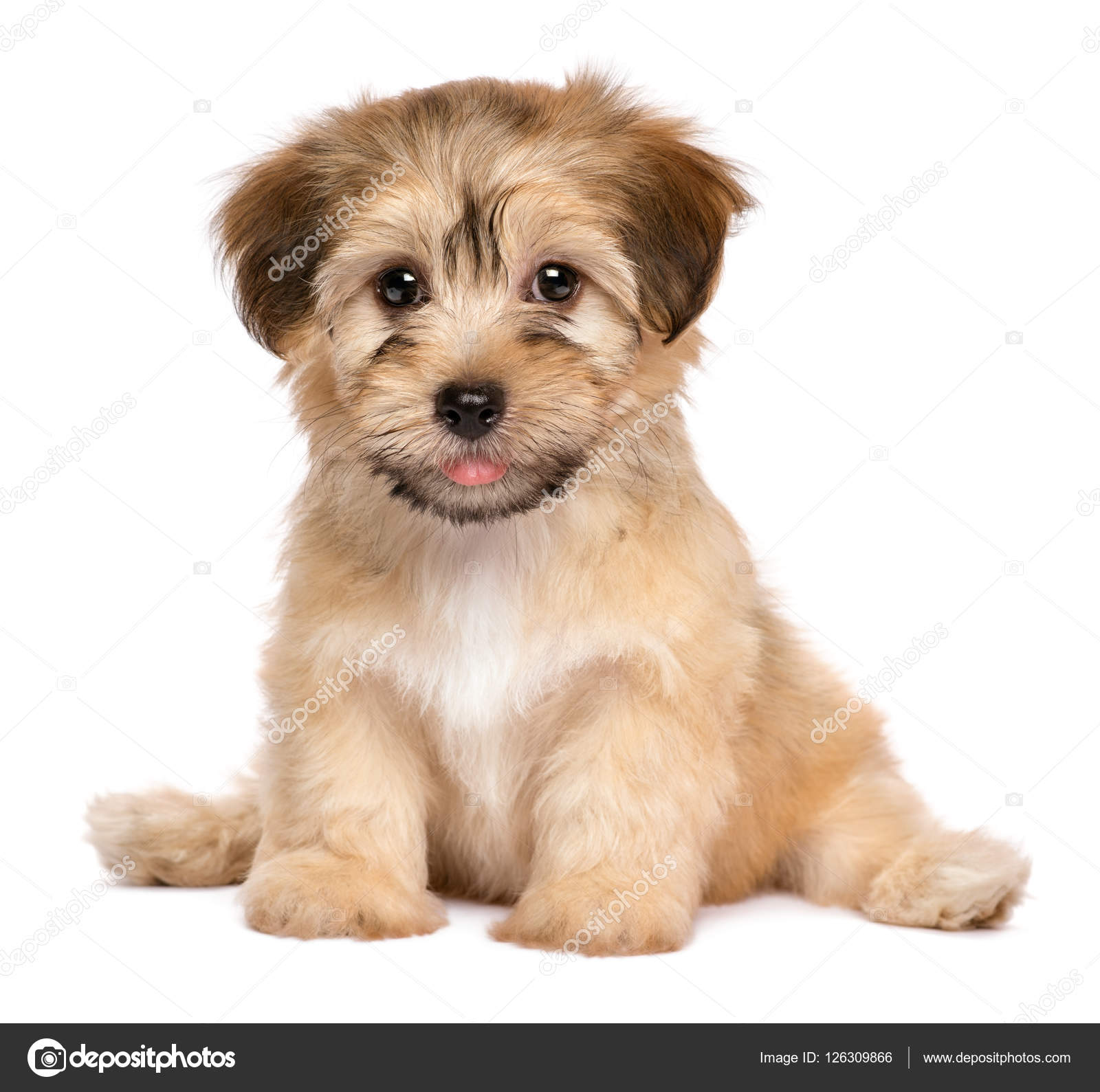 Cutest havanese cheap puppies