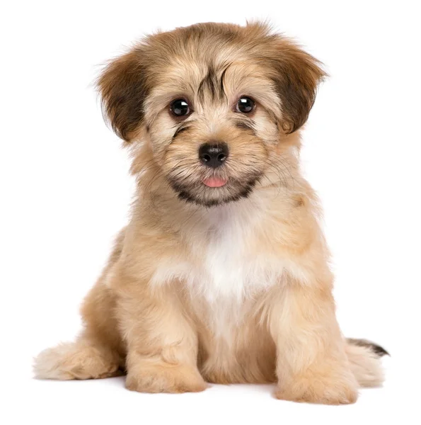 Cute sitting havanese puppy dog — Stock Photo, Image