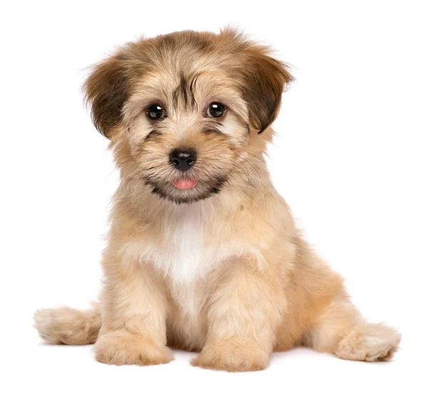 Cute sitting havanese puppy dog — Stock Photo, Image