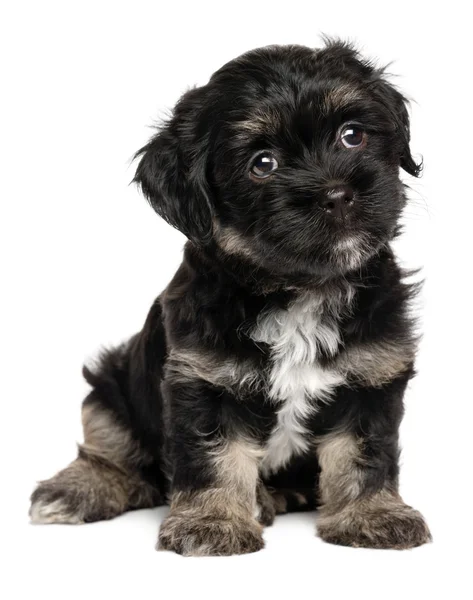 Bonito sentado preto e bronzeado cachorro havanese — Fotografia de Stock