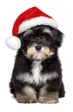 Sevimli Noel Havanese köpek yavrusu köpek düzeltisiz Noel Baba şapkası