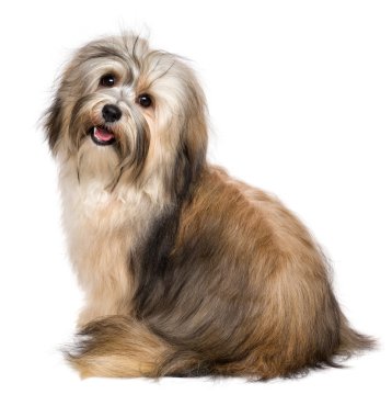 Arkadan güzel mutlu genç Bichon Havanese köpek