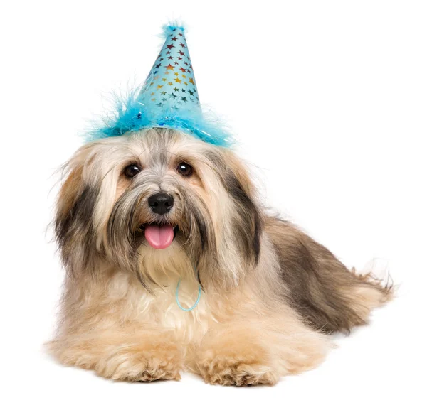 Mignon chien de chiot Bichon Havanese heureux dans un chapeau de fête bleu Image En Vente