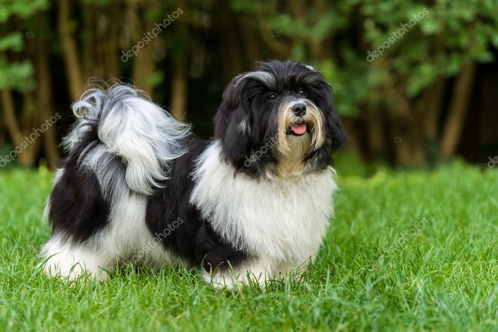 Bichon havanese sale black and white