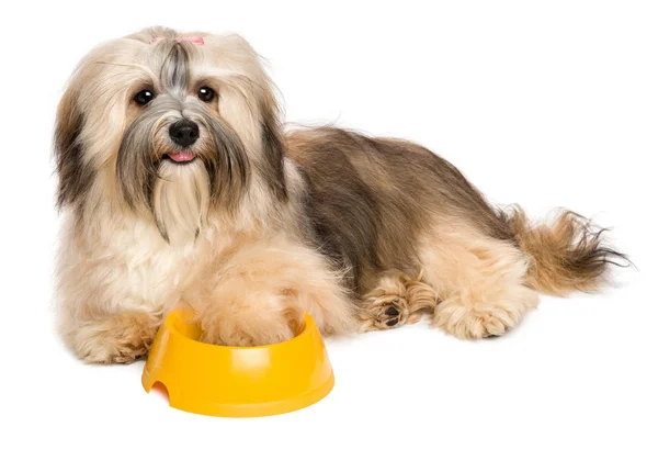 Happy Havanese puppy is asking dog food — Stock Photo, Image