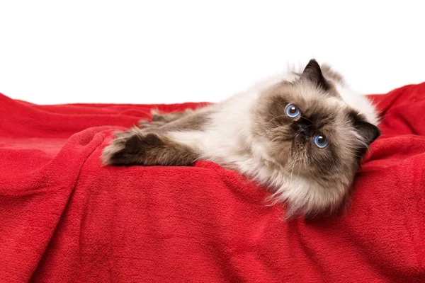 Mignon persan colorpoint chat est couché sur un doux rouge couverture Photo De Stock