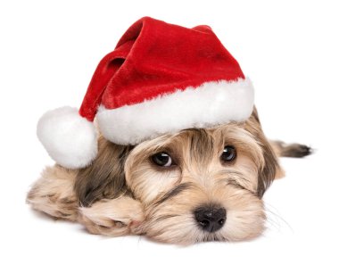 Şirin bir Noel Havanese köpek yavrusu köpek Close-Up