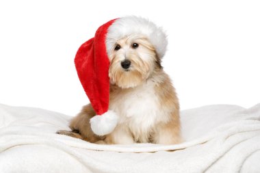 Beyaz bir yatak örtüsü üzerinde oturan sevimli Noel Havanese köpek
