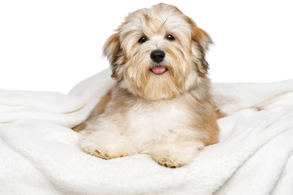 Gelukkig Bichon Havanezer pup is liggend op een witte bedspread — Stockfoto