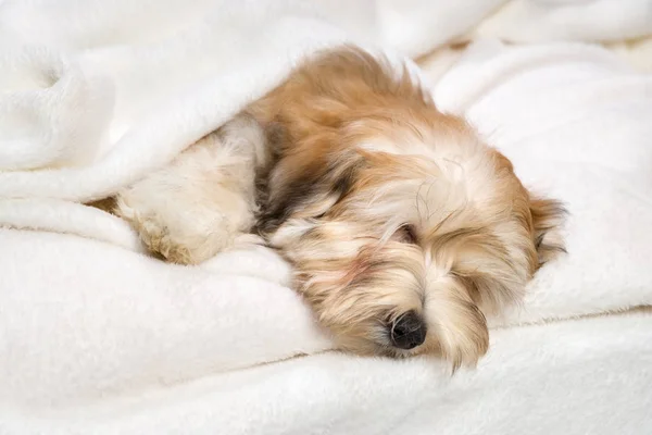 Süße schlafende Bichon havanese Welpen auf einer weißen Bettdecke — Stockfoto