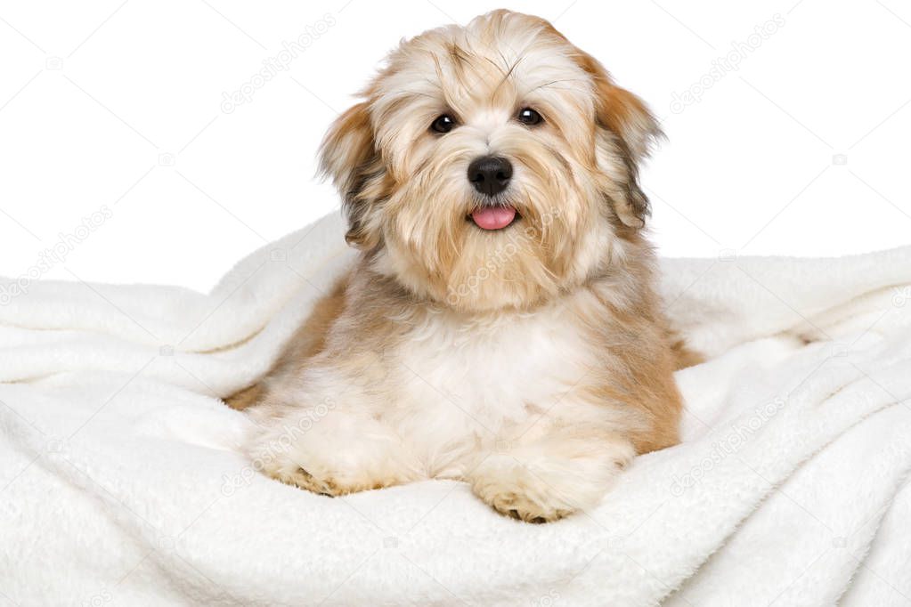 Happy Bichon Havanese puppy is lying on a white bedspread