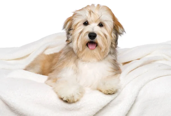 Happy Havanese puppy is lying on a white bedspread — Stock Photo, Image
