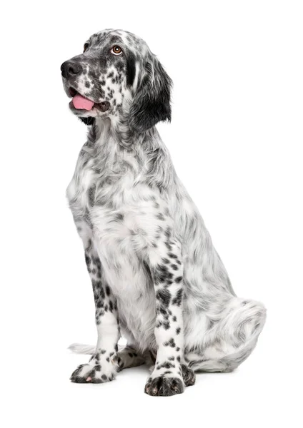 Mignon 4 mois vieux bleu belton anglais setter chiot Images De Stock Libres De Droits