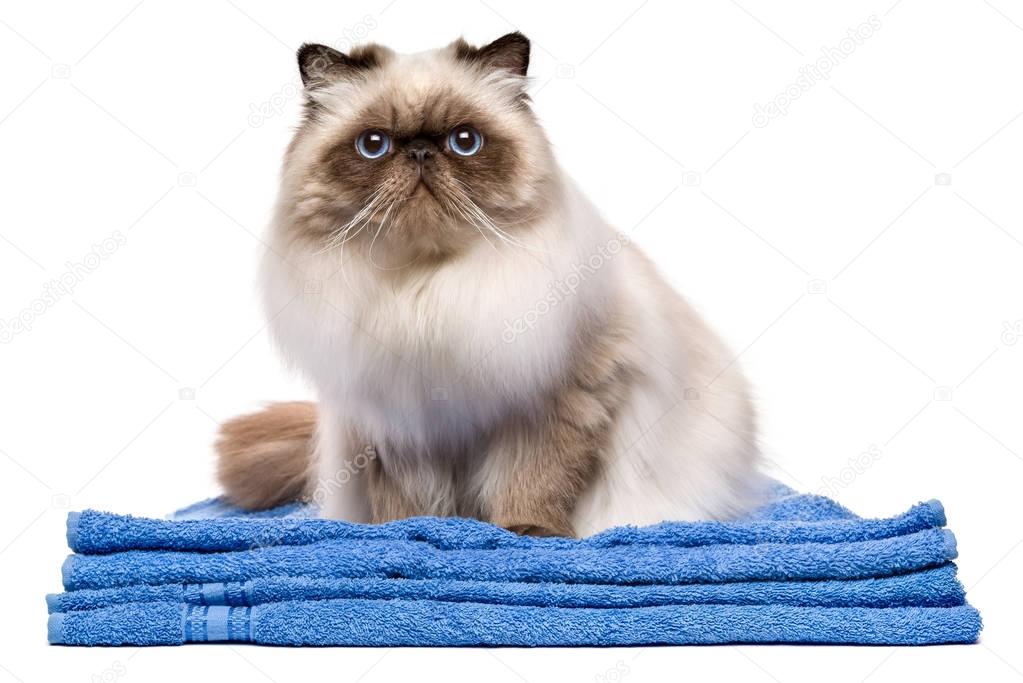 Cute groomed young persian cat on a blue towel