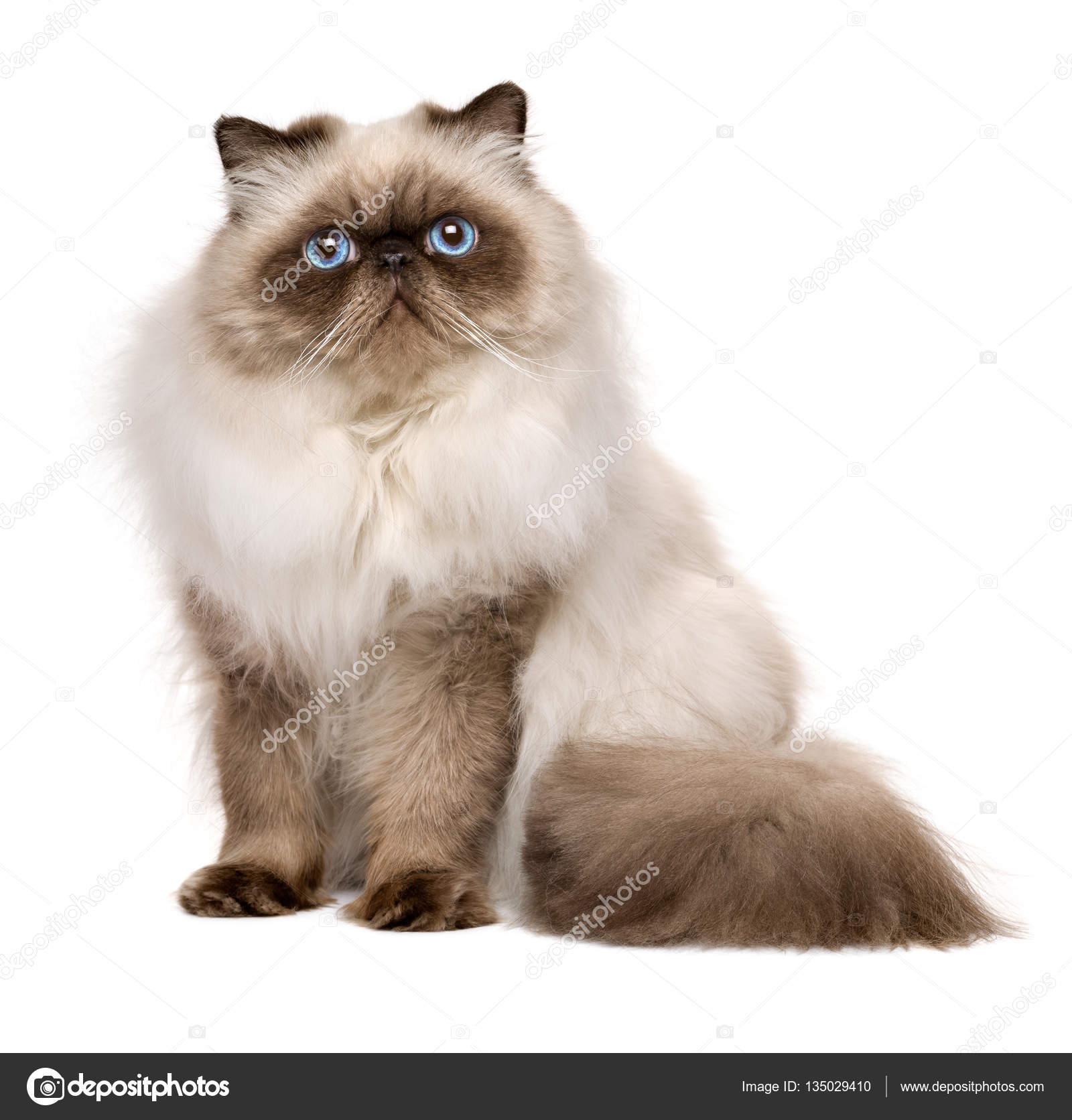 Cute 1 year old seal colourpoint persian cat — Stock Photo